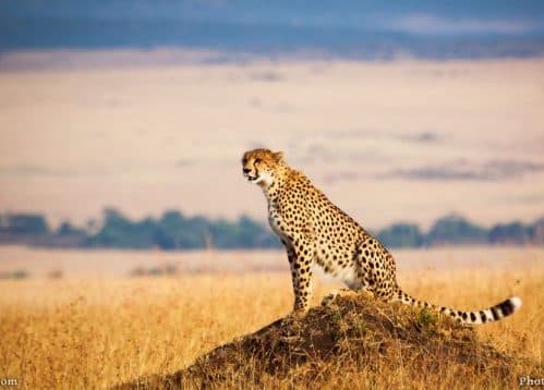 坦桑尼亚 Tanzania