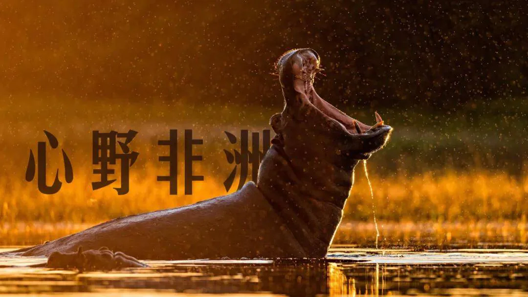 关于河马，那些鲜为人知的趣事