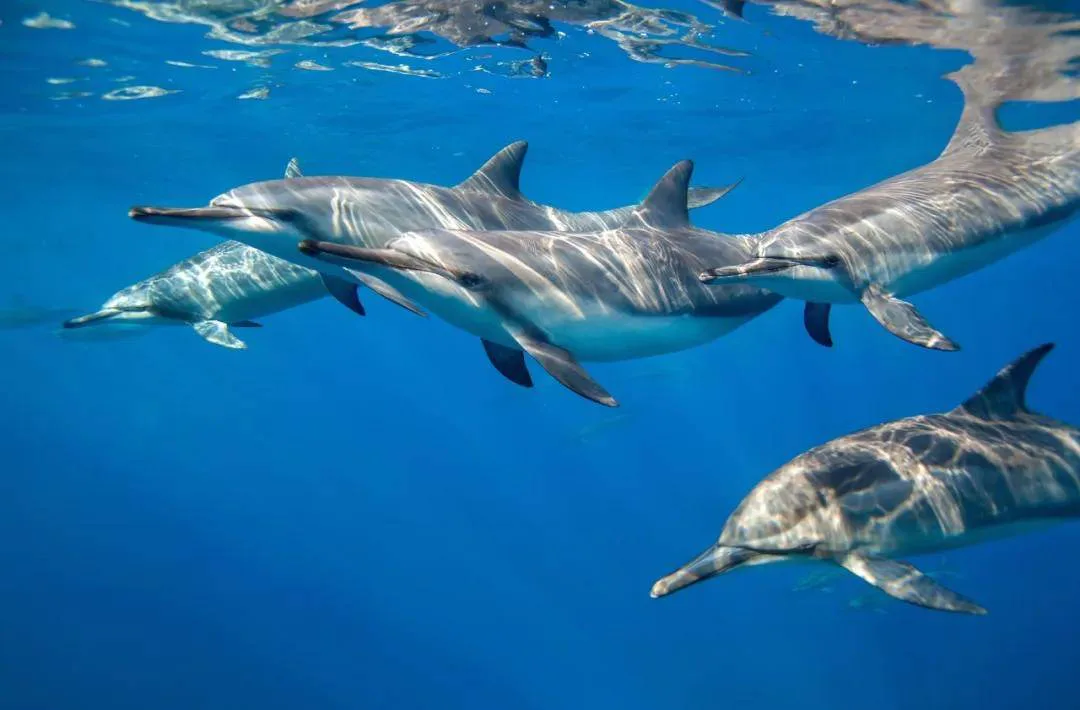 配图 3