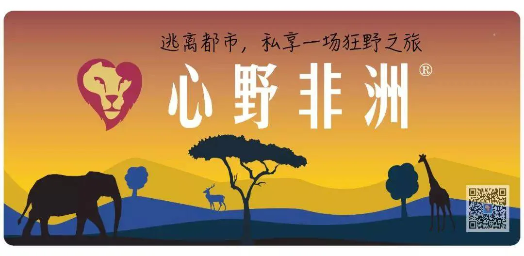 心野非洲，2019大事记