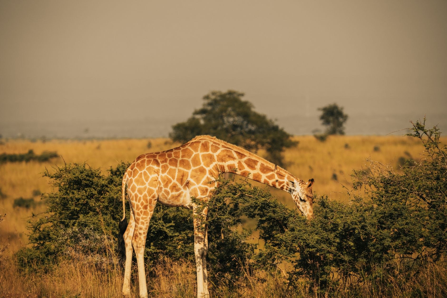 一只长颈鹿在金黄色的非洲草原灌木丛中低头进食,背景是开阔的草地和树木,光线呈现暖色调。 场景示意
